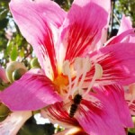 miami-beach-botanical-garden-150x150